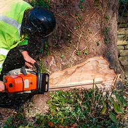 Tree Removal